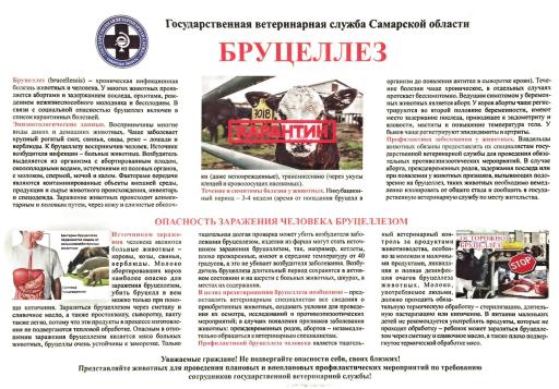 Бруцеллез памятка